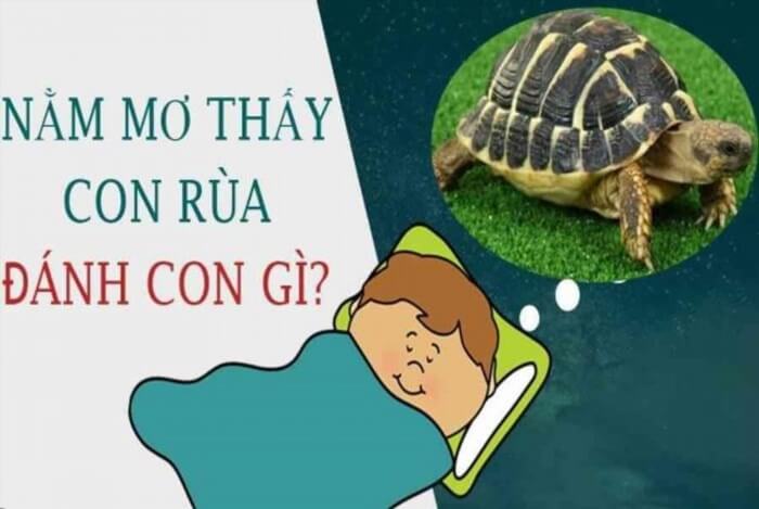 Nằm mơ thấy rùa đánh con gì chuẩn xác nhất?