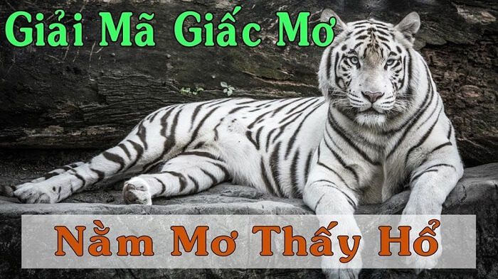 Giải mã giấc mơ thấy hổ