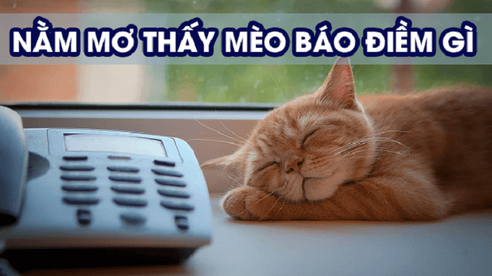 Giải mã giấc mơ thấy mèo